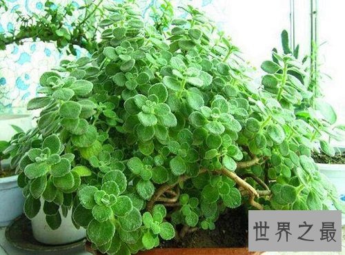 碰碰香有毒吗?没想到它居然作用那么大!