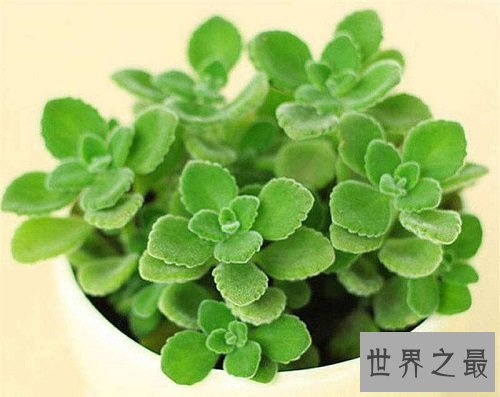 碰碰香有毒吗?没想到它居然作用那么大!