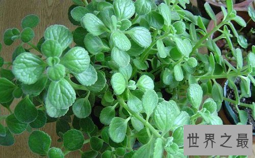 碰碰香有毒吗?没想到它居然作用那么大!