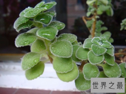 碰碰香有毒吗?没想到它居然作用那么大!