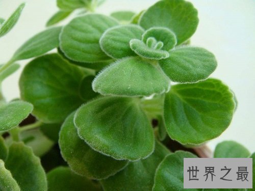 碰碰香有毒吗?没想到它居然作用那么大!