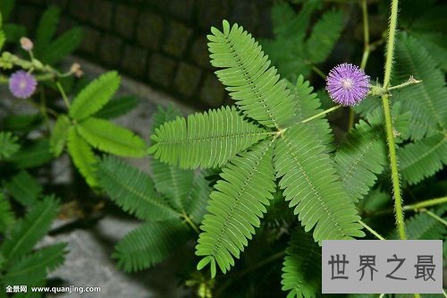 含羞草的花语是什么?你真的了解了吗?