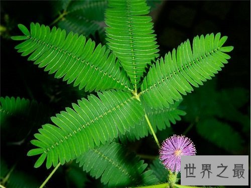 含羞草的花语是什么?你真的了解了吗?