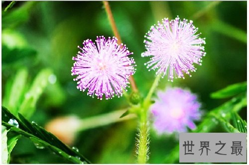 含羞草的花语是什么?你真的了解了吗?
