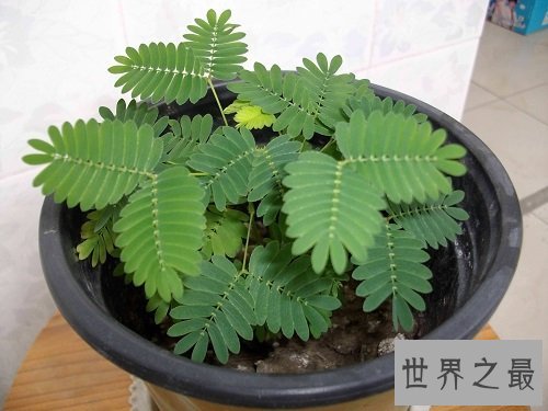 含羞草的花语是什么?你真的了解了吗?