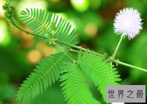 含羞草的花语是什么?你真的了解了吗?