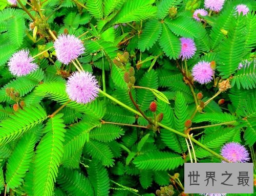 含羞草的花语是什么?你真的了解了吗?