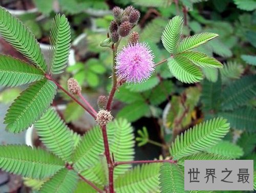 含羞草的花语是什么?你真的了解了吗?