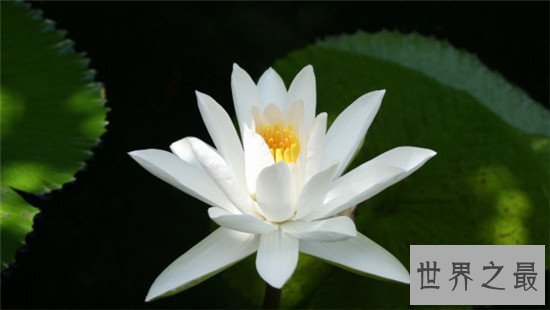 世界上最纯洁的花,它出淤泥而不染