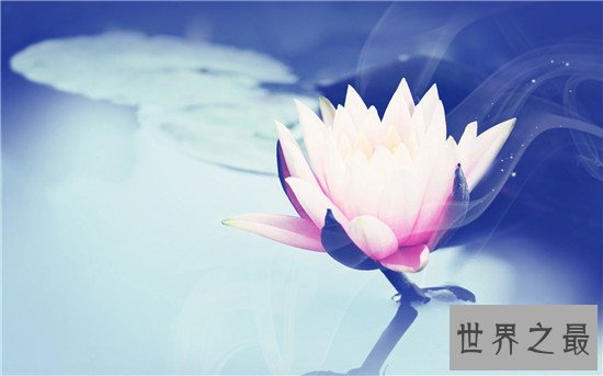 世界上最纯洁的花,它出淤泥而不染