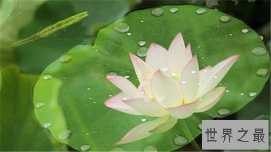 世界上最纯洁的花,它出淤泥而不染