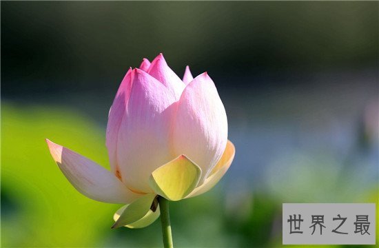 世界上最纯洁的花,它出淤泥而不染