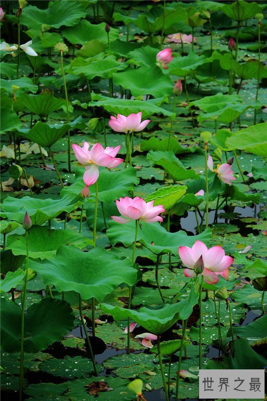 世界上最纯洁的花,它出淤泥而不染