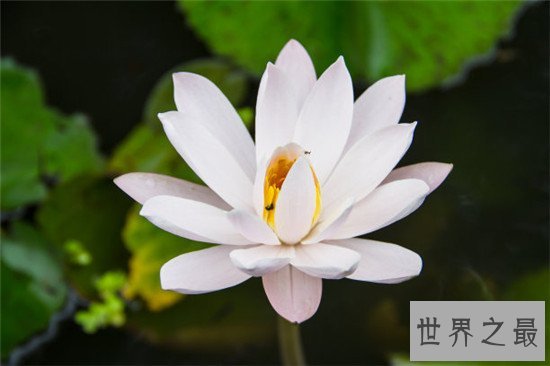 世界上最纯洁的花,它出淤泥而不染