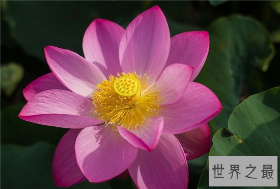 世界上最纯洁的花,它出淤泥而不染