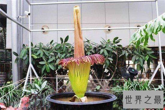 尸臭魔芋最高可达三米,绽放时发出尸体腐烂的气味