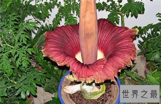 尸臭魔芋最高可达三米,绽放时发出尸体腐烂的气味