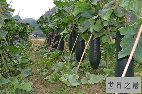 冬瓜的功效与作用,能把现有的脂肪转换消耗