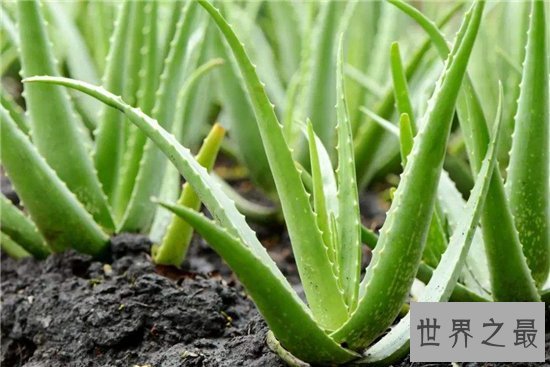 室内最好养植物排名,长寿花超越吊篮摘得桂冠!