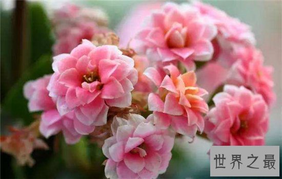 室内最好养植物排名,长寿花超越吊篮摘得桂冠!