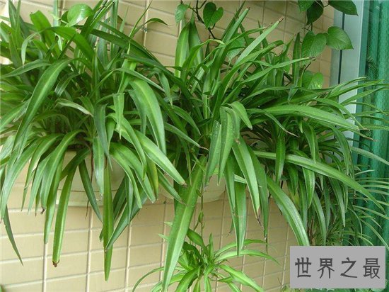 室内最好养植物排名,长寿花超越吊篮摘得桂冠!