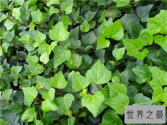 室内最好养植物排名,长寿花超越吊篮摘得桂冠!