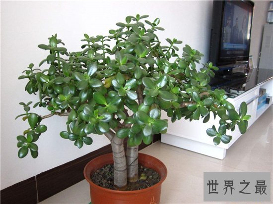 室内最好养植物排名,长寿花超越吊篮摘得桂冠!