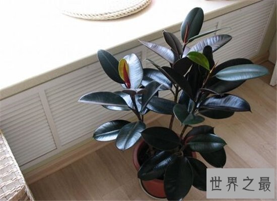 室内最好养植物排名,长寿花超越吊篮摘得桂冠!