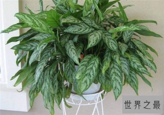 室内最好养植物排名,长寿花超越吊篮摘得桂冠!