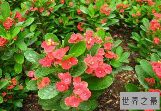 室内最好养植物排名,长寿花超越吊篮摘得桂冠!