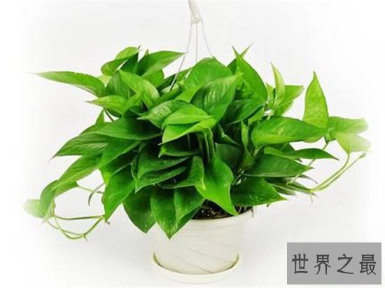室内最好养植物排名,长寿花超越吊篮摘得桂冠!