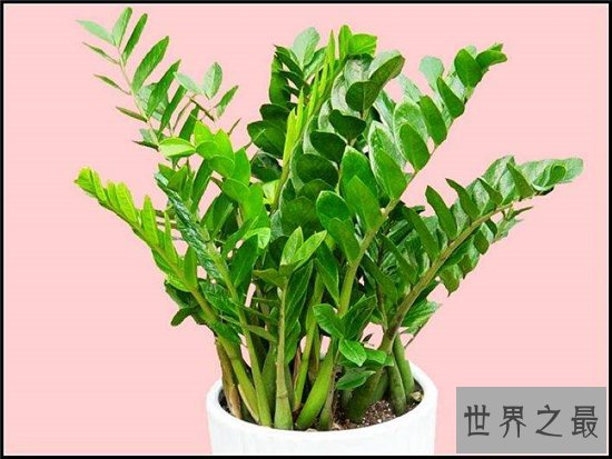 室内最好养植物排名,长寿花超越吊篮摘得桂冠!