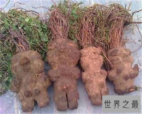 中国十大珍贵药材,个个都是救命的良药