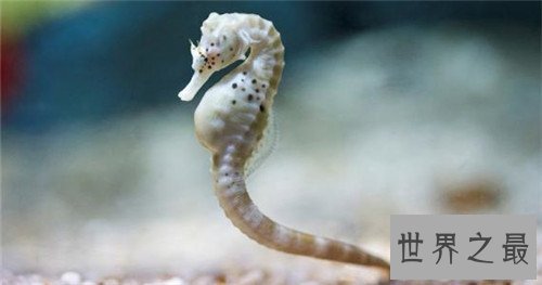 中国十大珍贵药材,个个都是救命的良药