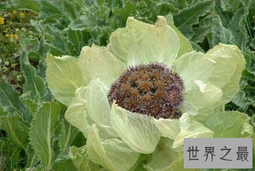 中国十大珍贵药材,个个都是救命的良药