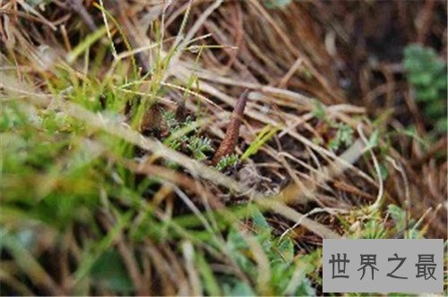 中国十大珍贵药材,个个都是救命的良药