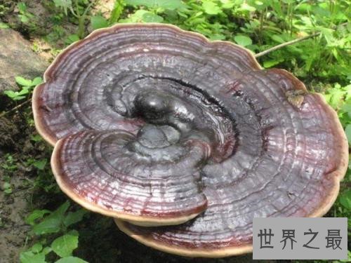 中国十大珍贵药材,个个都是救命的良药