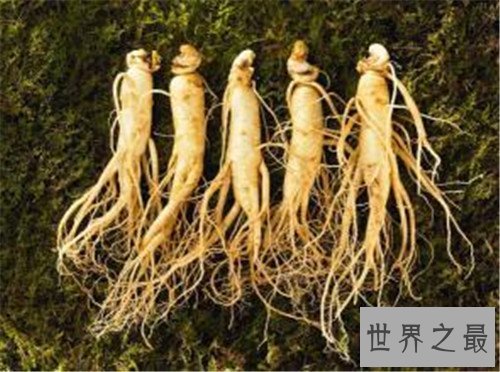 中国十大珍贵药材,个个都是救命的良药