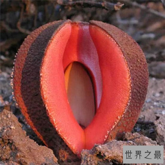 非洲白鹭花竟然是寄生植物,长相奇特发出恶臭