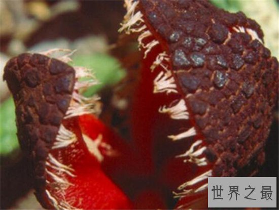 非洲白鹭花竟然是寄生植物,长相奇特发出恶臭