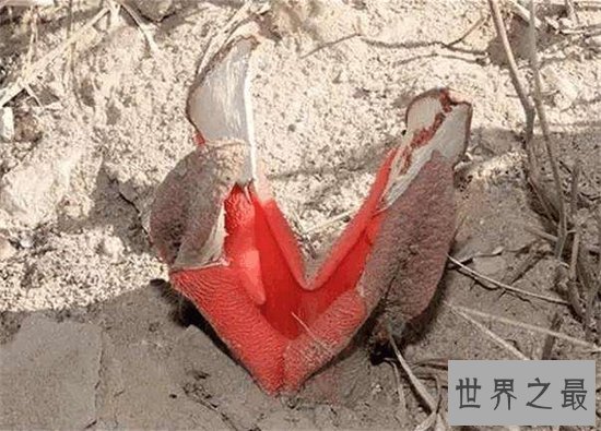 非洲白鹭花竟然是寄生植物,长相奇特发出恶臭