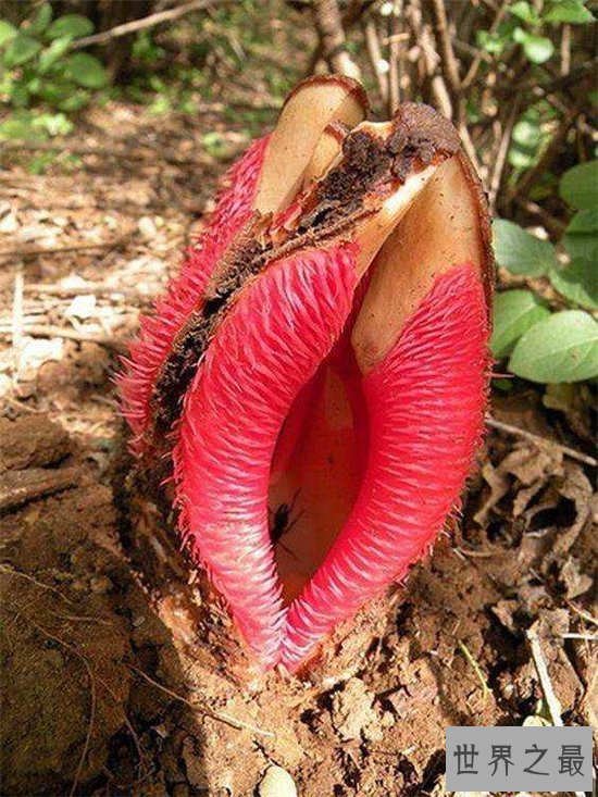 非洲白鹭花竟然是寄生植物,长相奇特发出恶臭