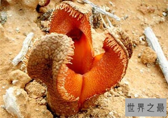 非洲白鹭花竟然是寄生植物,长相奇特发出恶臭