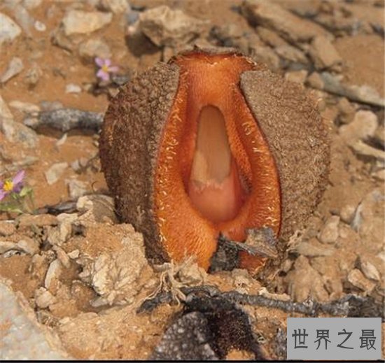 非洲白鹭花竟然是寄生植物,长相奇特发出恶臭