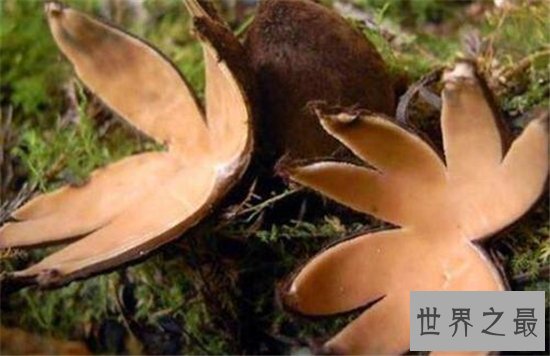 恶魔雪茄并不是香烟,而是一种奇特的真菌