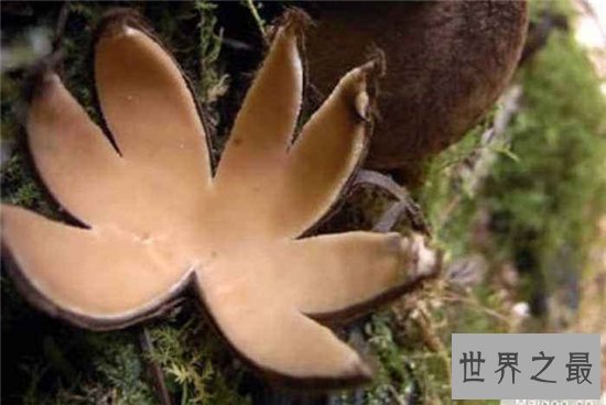 恶魔雪茄并不是香烟,而是一种奇特的真菌