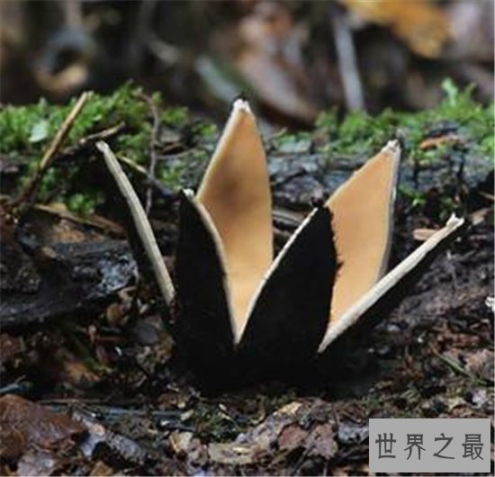 恶魔雪茄并不是香烟,而是一种奇特的真菌