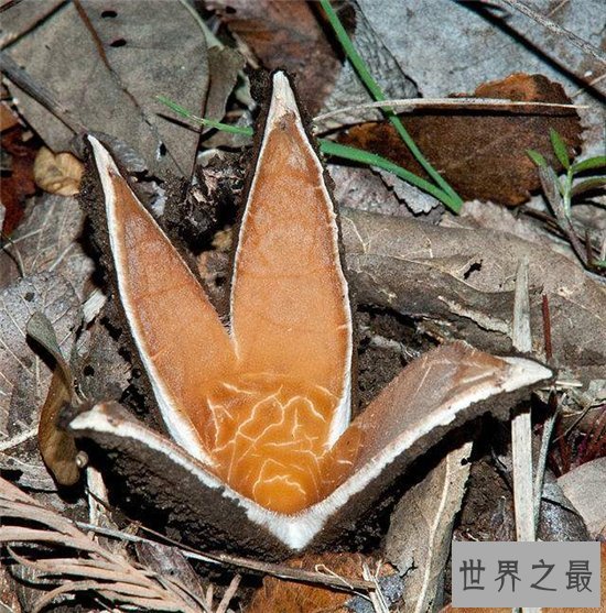 恶魔雪茄并不是香烟,而是一种奇特的真菌