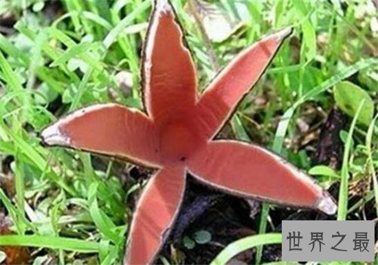 恶魔雪茄并不是香烟,而是一种奇特的真菌