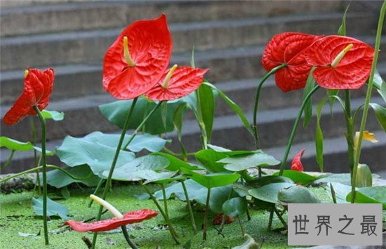 最好养的室内大型盆栽,吊兰是家中必养的盆栽